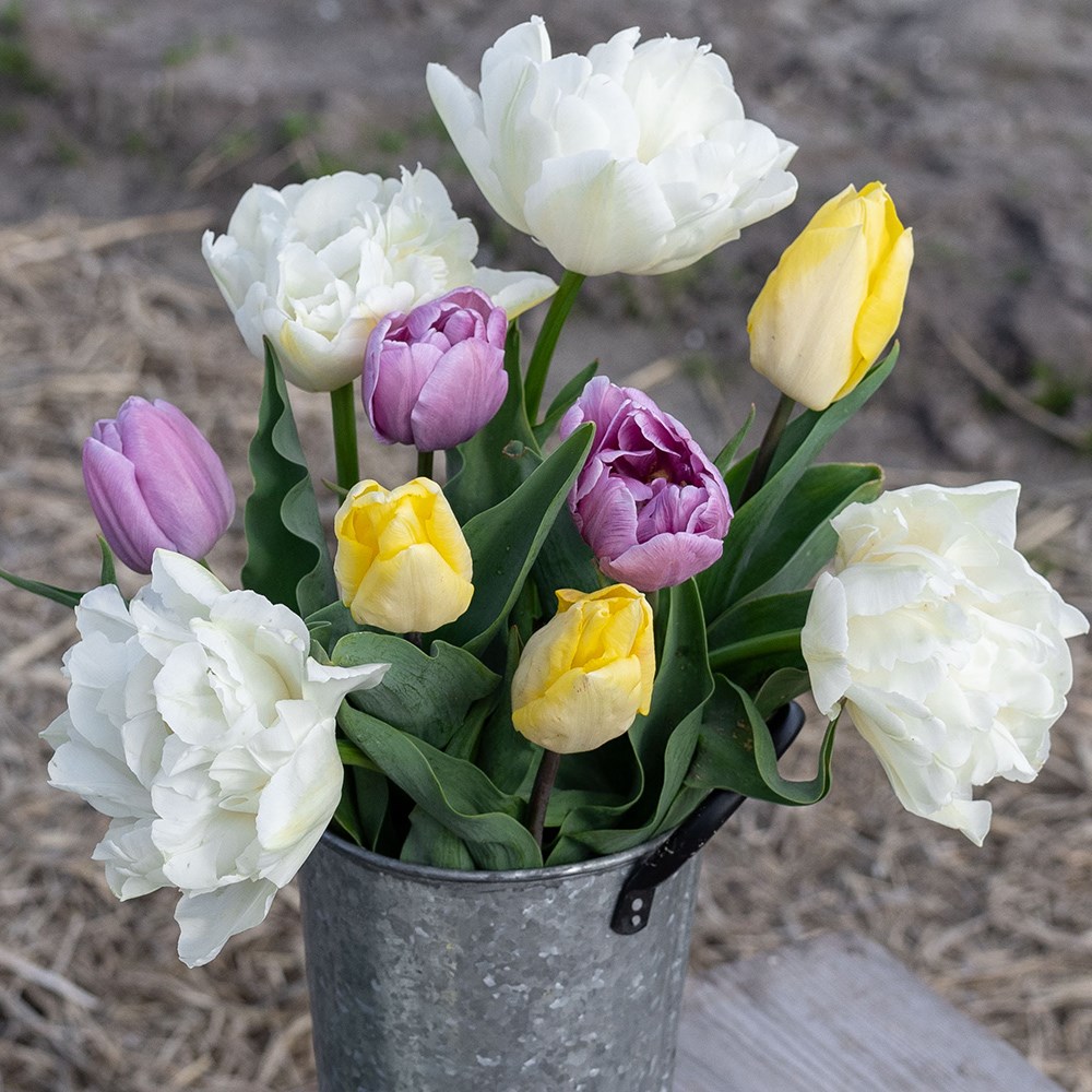 Lemon sherbet tulip collection
