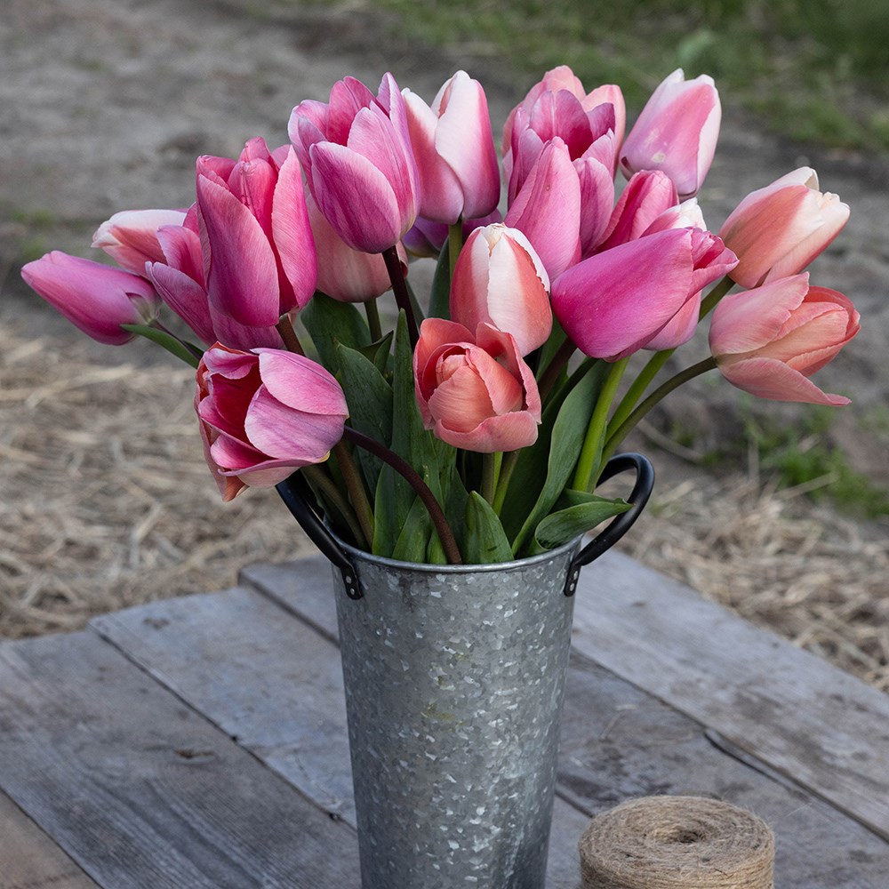 Pinky tulip collection