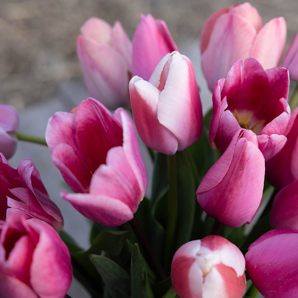 Pinky tulip collection
