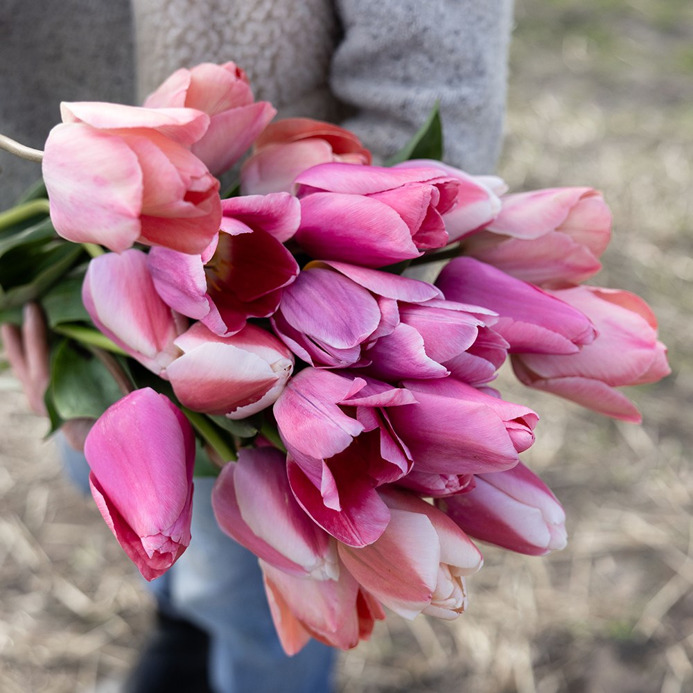 Pinky tulip collection
