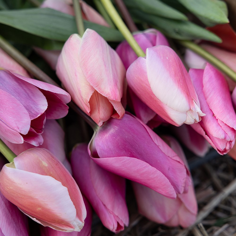 Pinky tulip collection