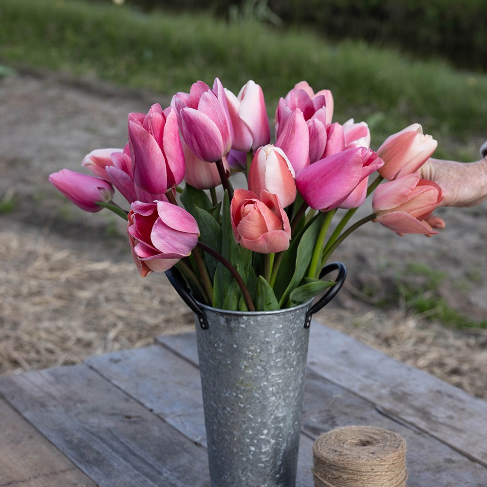 Pinky tulip collection