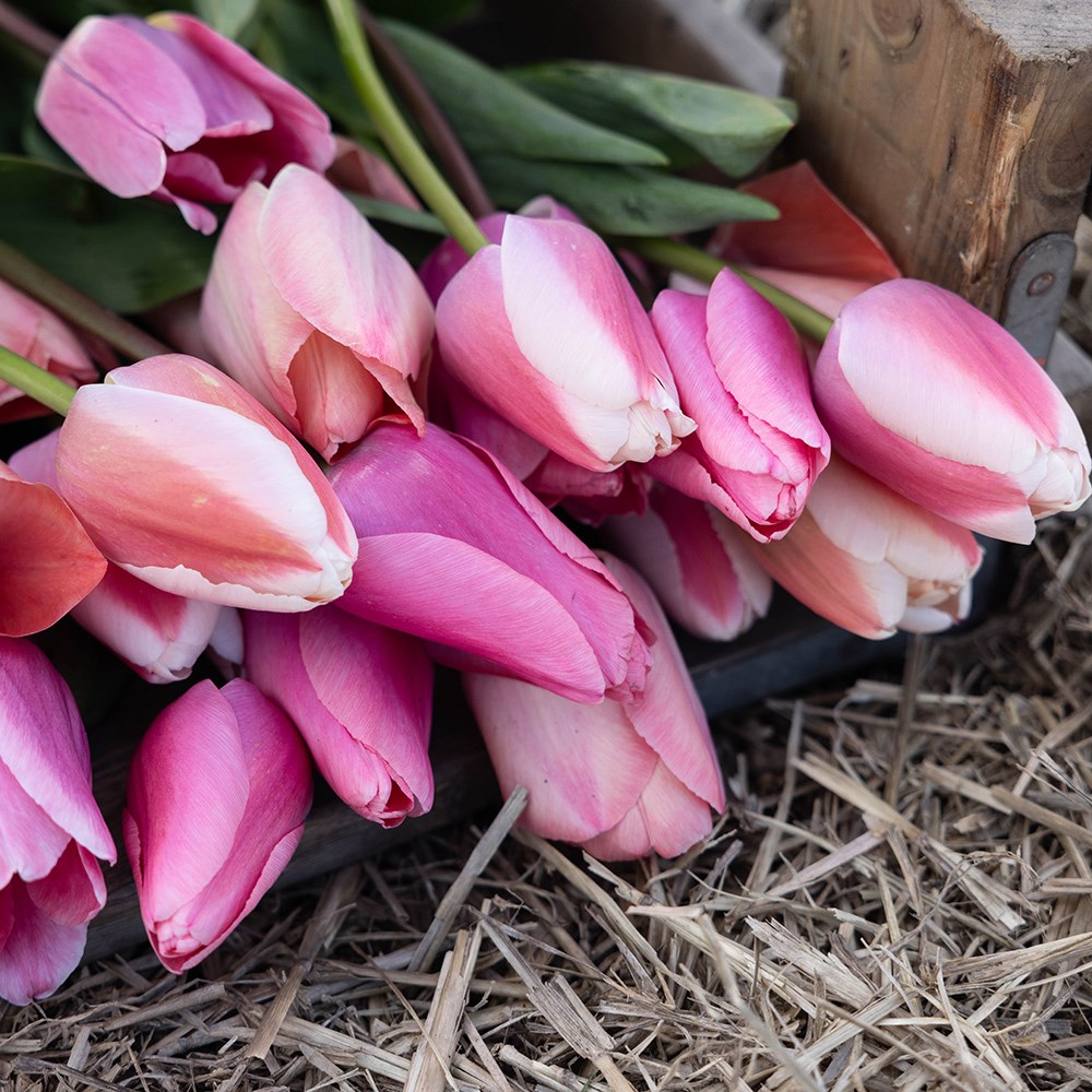 Pinky tulip collection