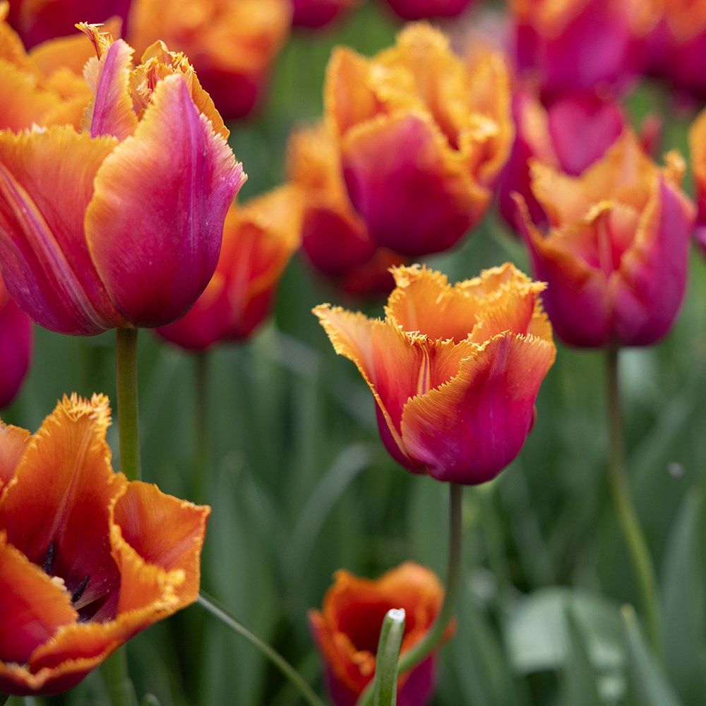 <i>Tulipa</i> 'Louvre Orange'