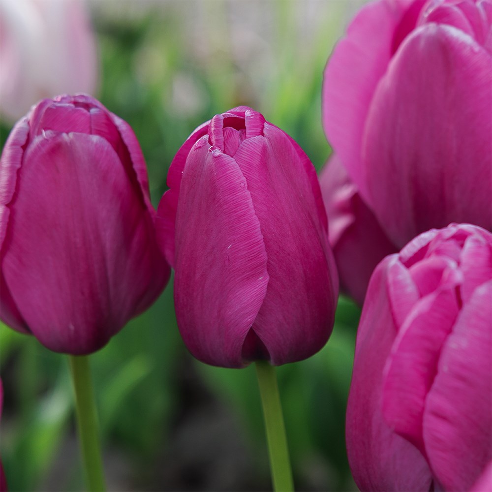 <i>Tulipa</i> 'Purple Pride'