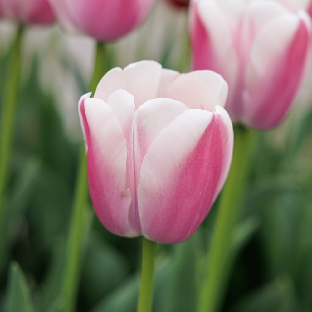 <i>Tulipa</i> 'Royal Pride'