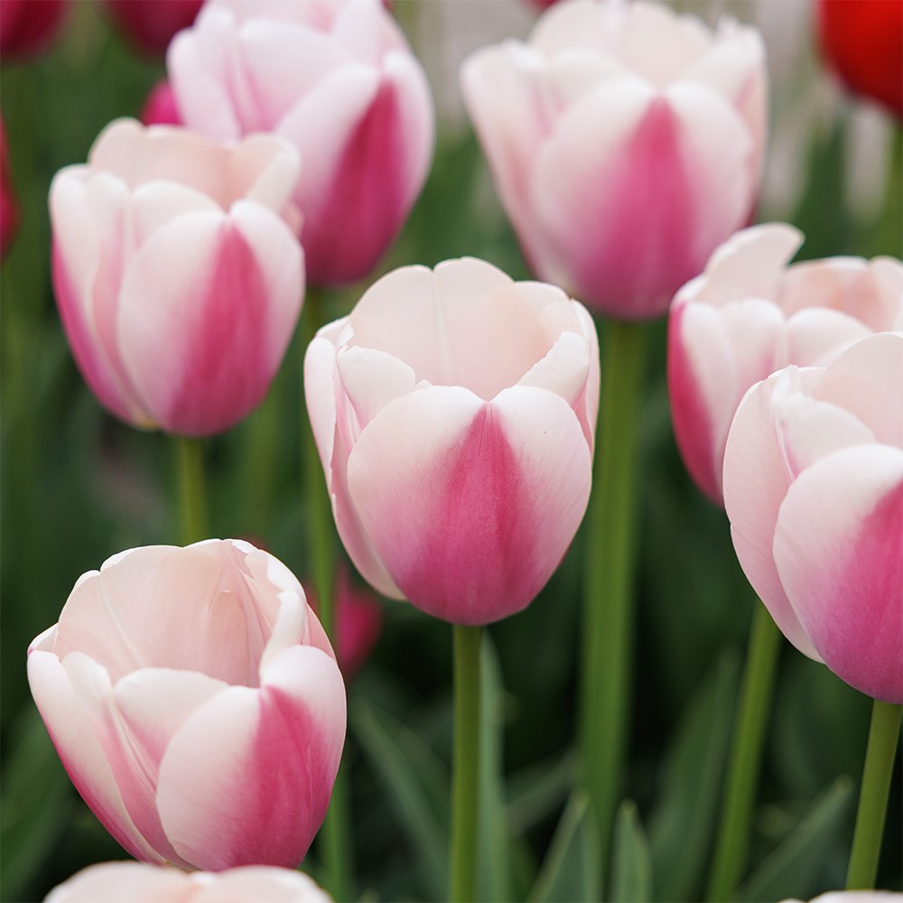 <i>Tulipa</i> 'Royal Pride'