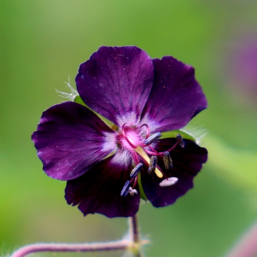 <i>Geranium phaeum</i> 'Raven'
