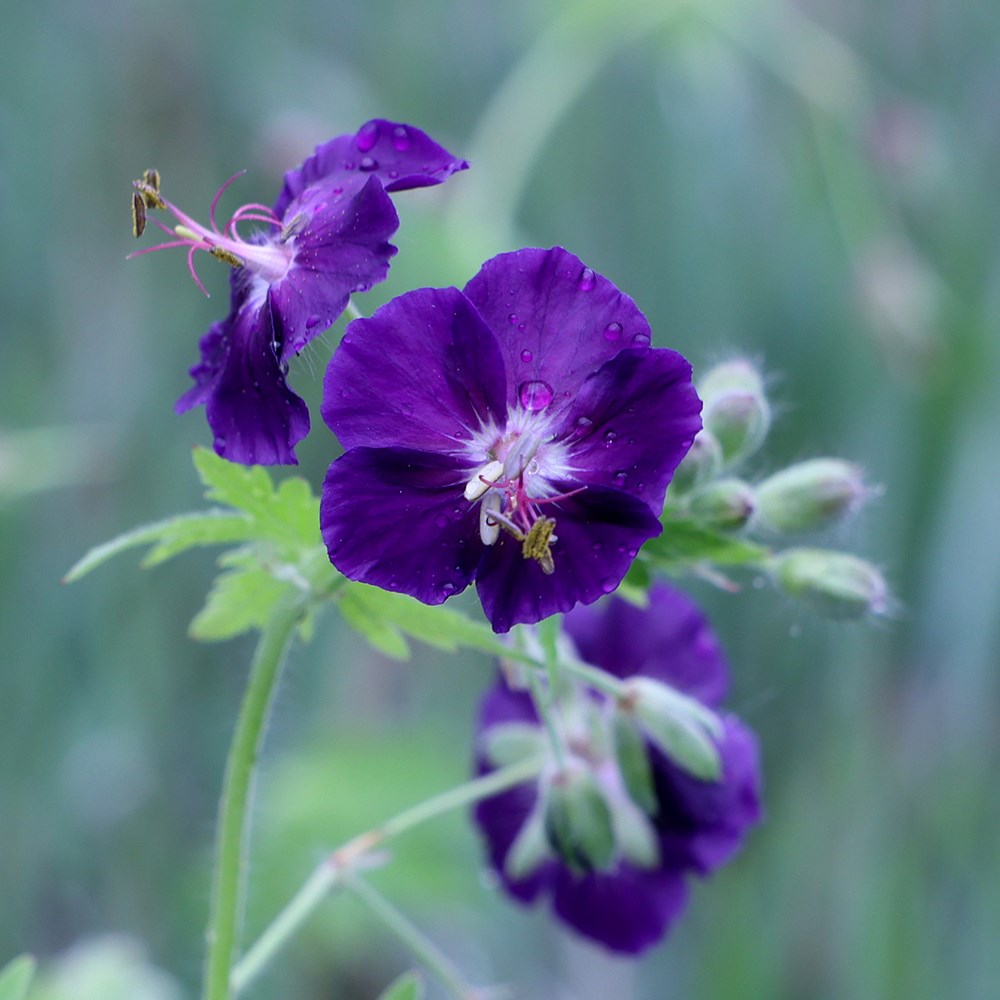 <i>Geranium phaeum</i> 'Raven'