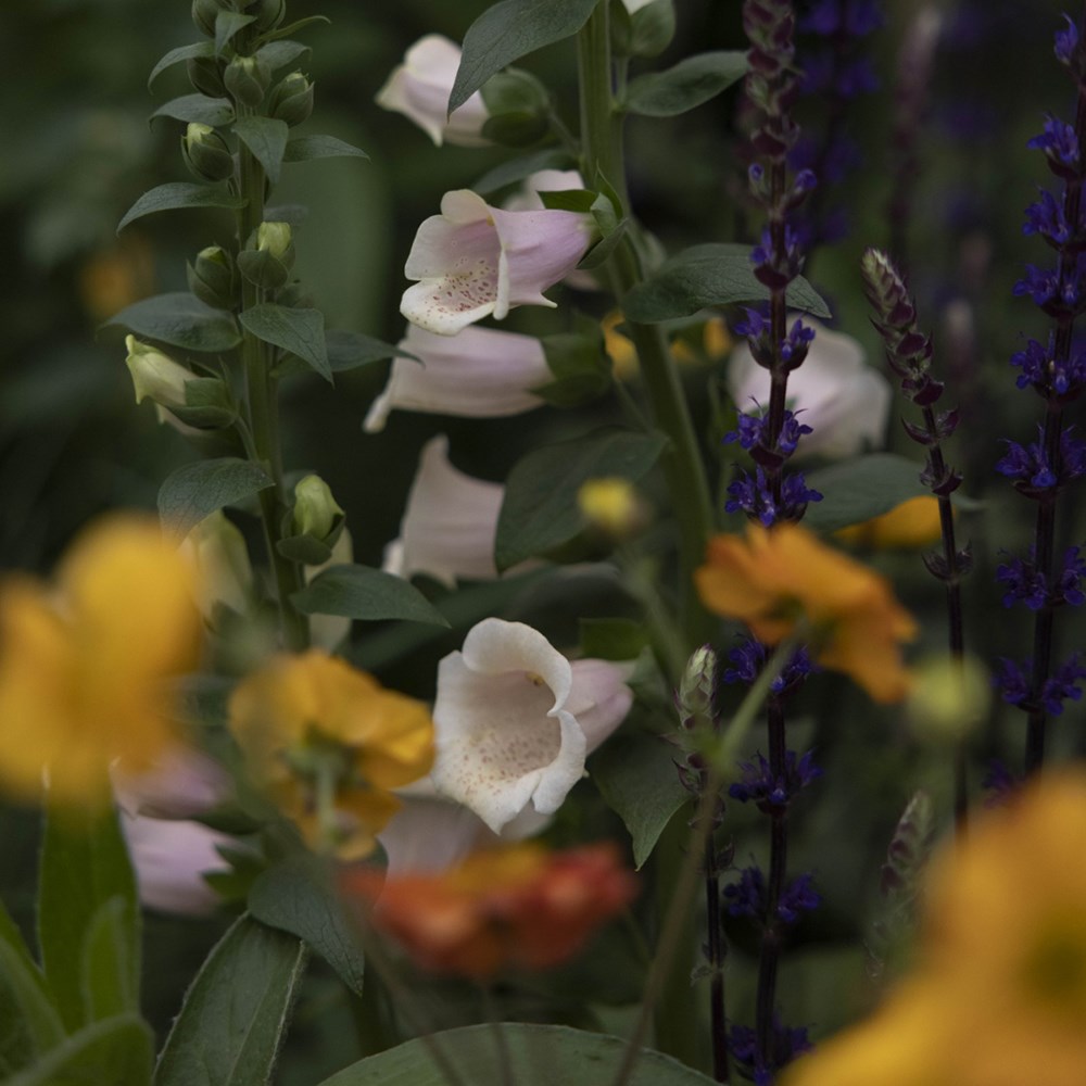 Classic cottage apricot combination