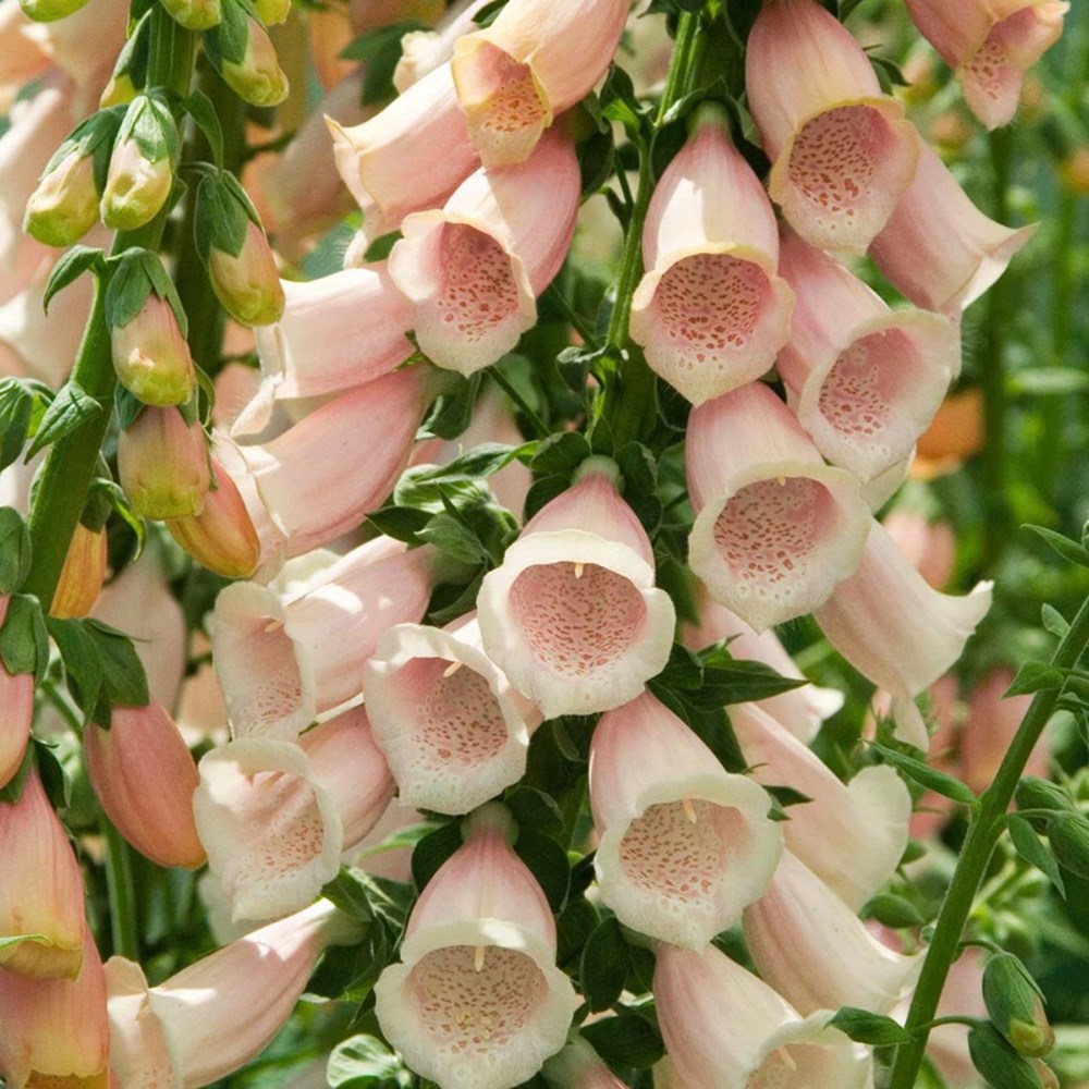 Classic cottage apricot combination