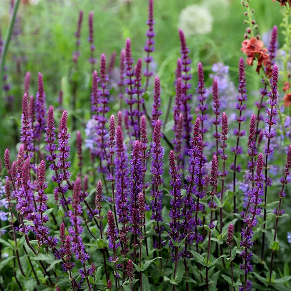 Cottage garden showstoppers mini-border collection