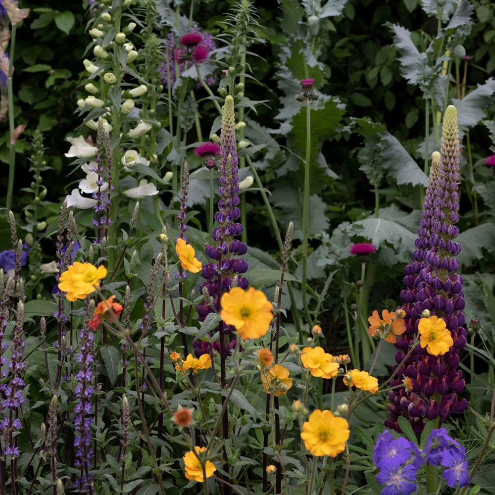 Cottage garden showstoppers mini-border collection