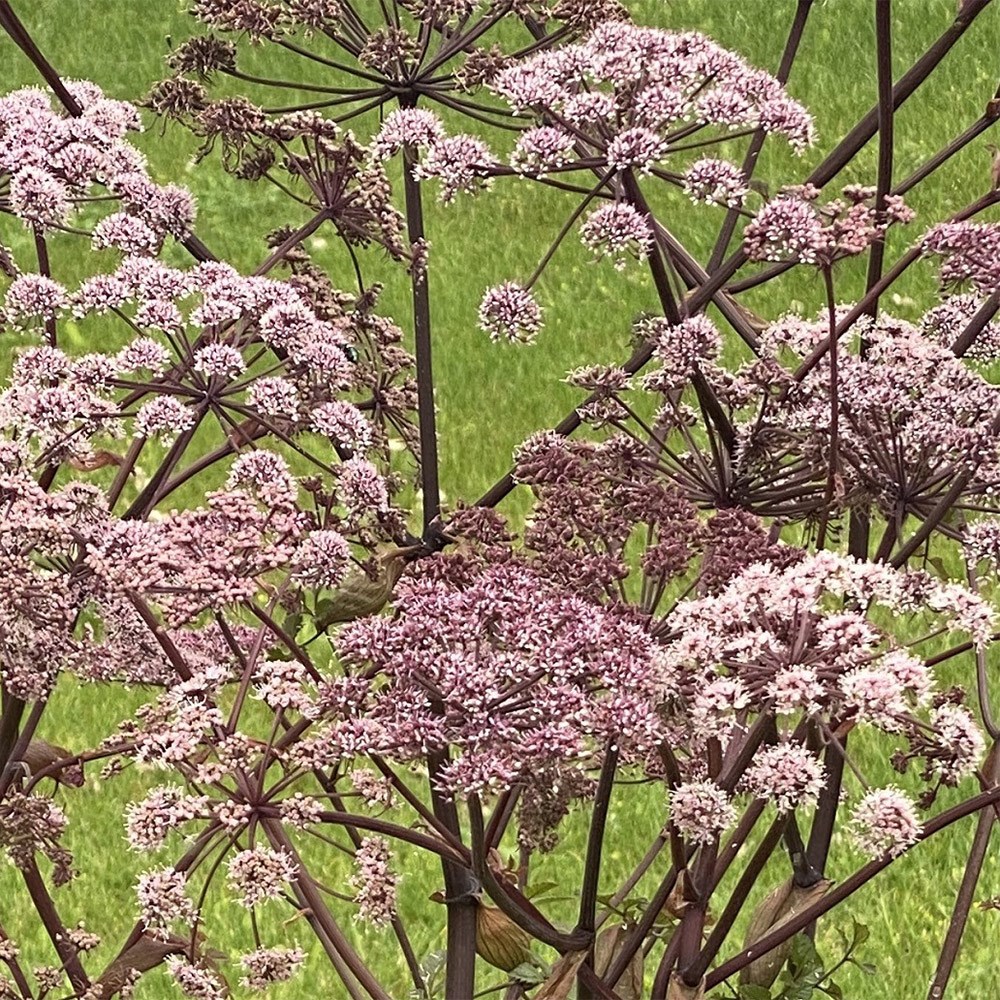 <i>Angelica sylvestris</i> 'Vicar's Mead'