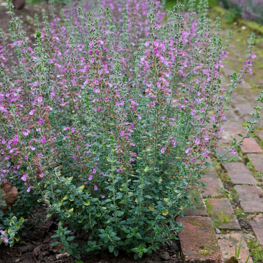 <i>Sarah's Chelsea</i> 'daisy susan combination'