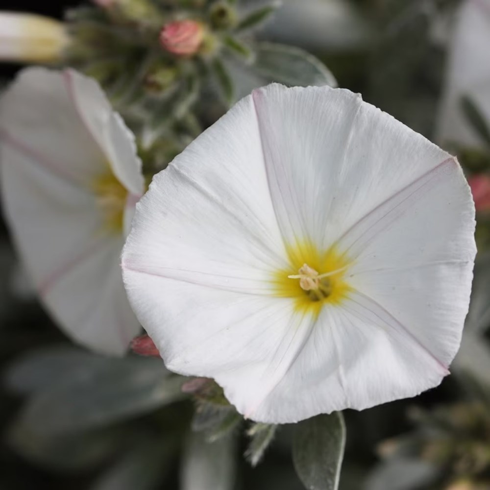 <i>Sarah's Chelsea</i> 'pink & silver combination'