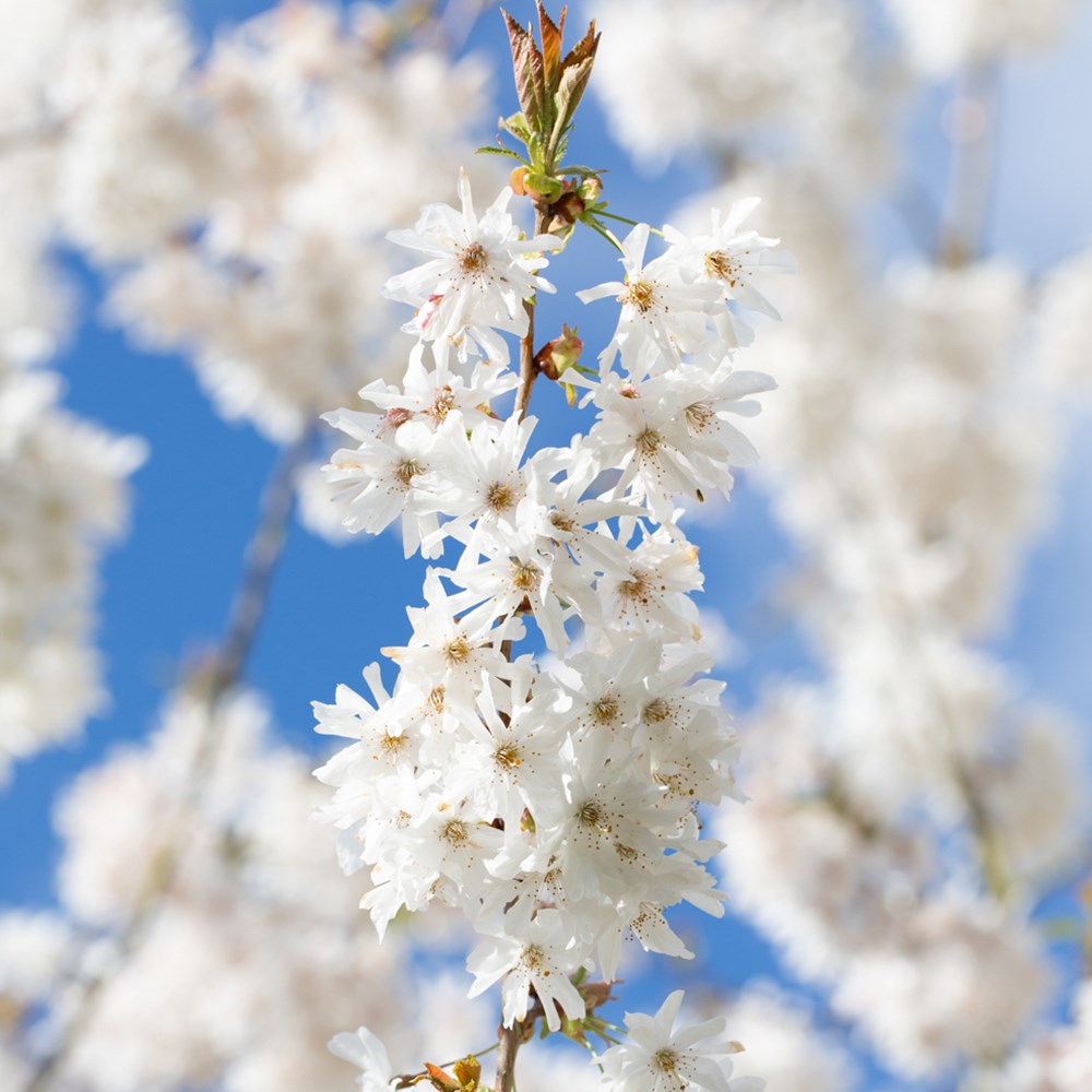 <i>Prunus</i> 'Starlight'