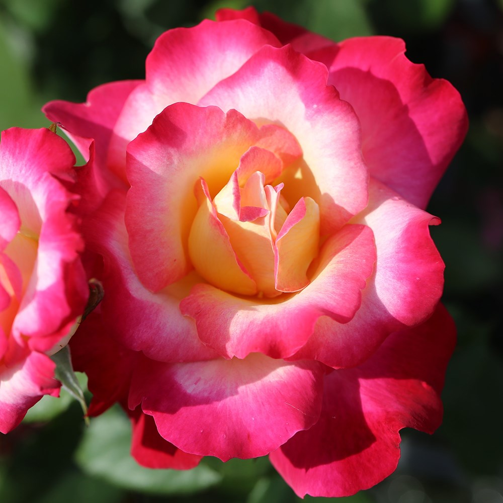 Rosa You're My Everything | Hybrid Tea Rose