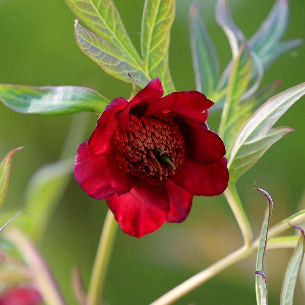 <i>Paeonia delavayi</i> 