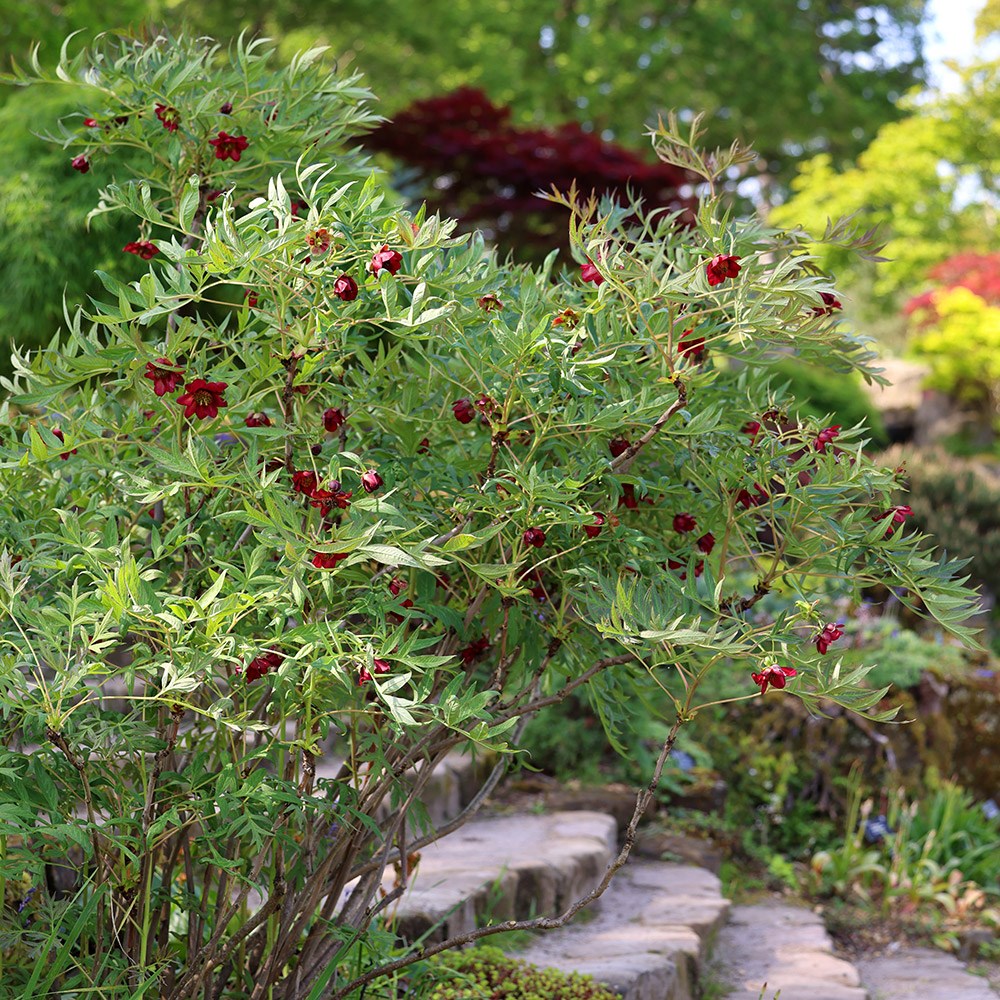 <i>Paeonia delavayi</i> 