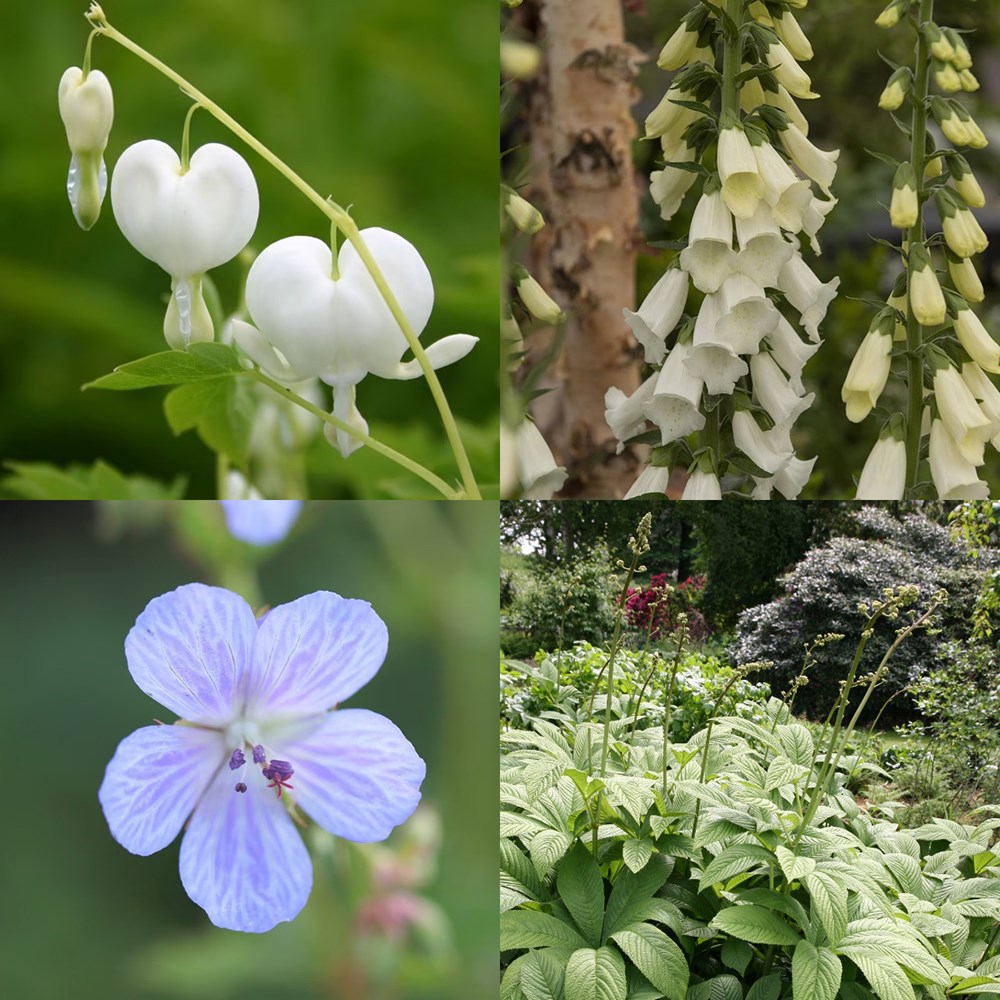 <i>Tom's Chelsea</i> 'Woodland Sanctuary collection 'Cool & calm''