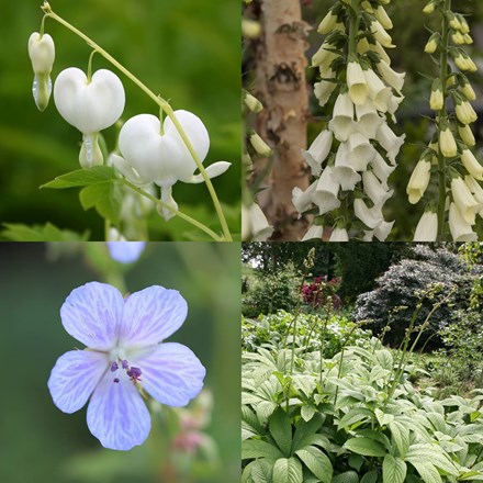 Tom's Chelsea Woodland Sanctuary collection 'Cool & calm'