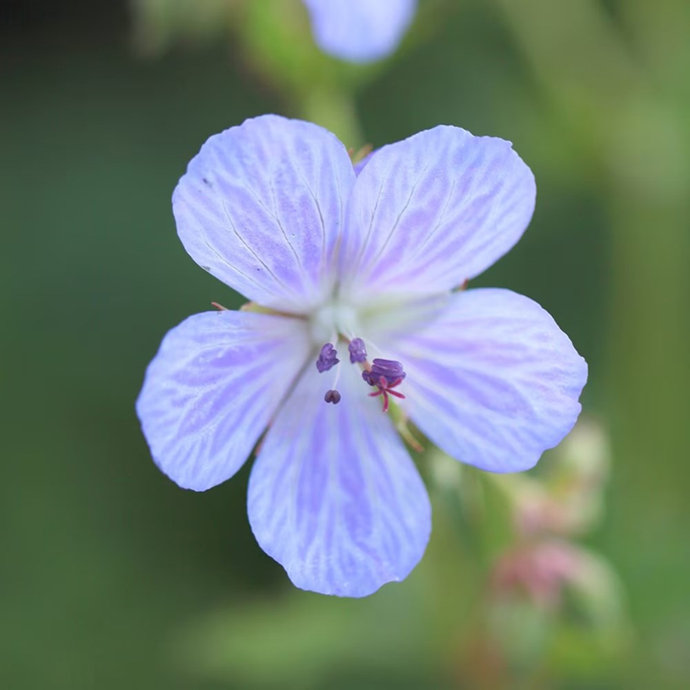 <i>Tom's Chelsea</i> 'Woodland Sanctuary collection 'Cool & calm''