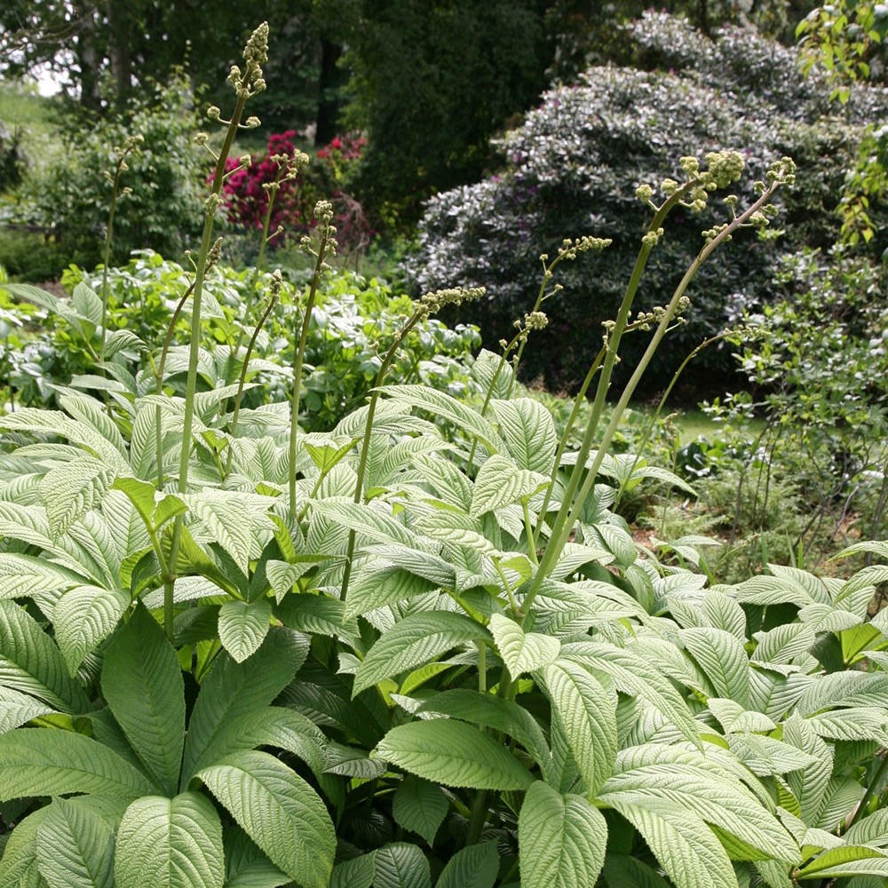 <i>Tom's Chelsea</i> 'Woodland Sanctuary collection 'Cool & calm''