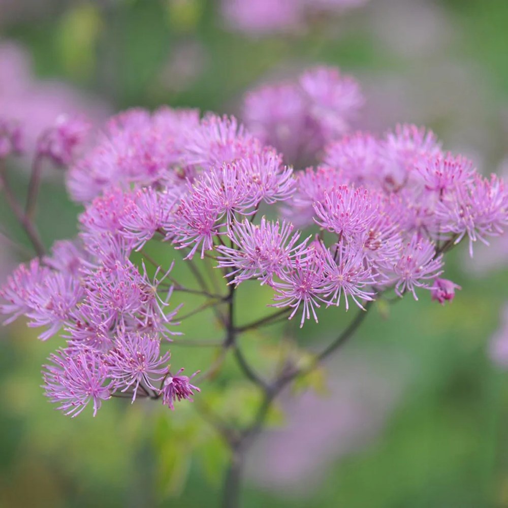 <i>Tom's Chelsea</i> 'Woodland Sanctuary collection 'Delicate colour''
