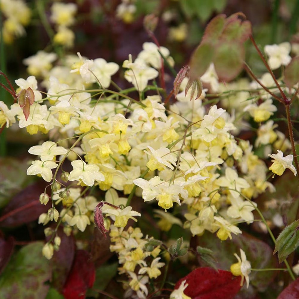 <i>Tom's Chelsea</i> 'Woodland Sanctuary collection 'Textural tones''