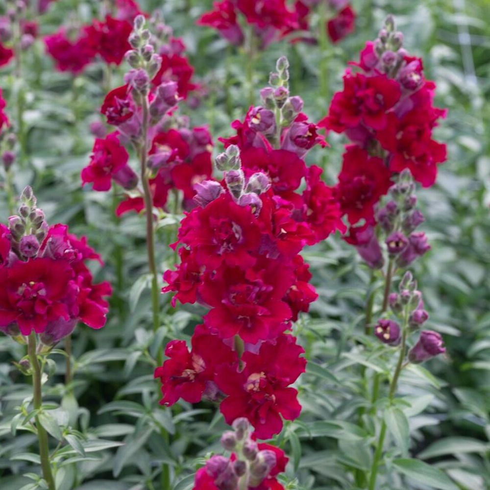 <i>Antirrhinum majus</i> 'Madame Butterfly Red'