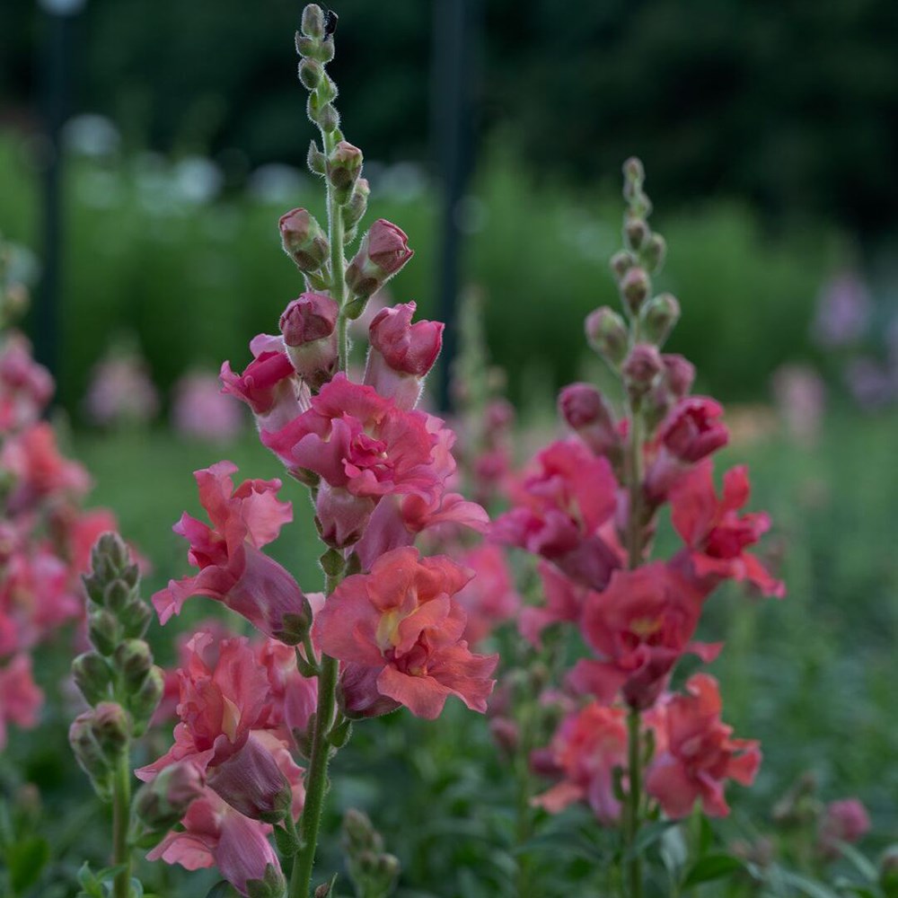 <i>Antirrhinum majus</i> 'Madame Butterfly Cherry Bronze'