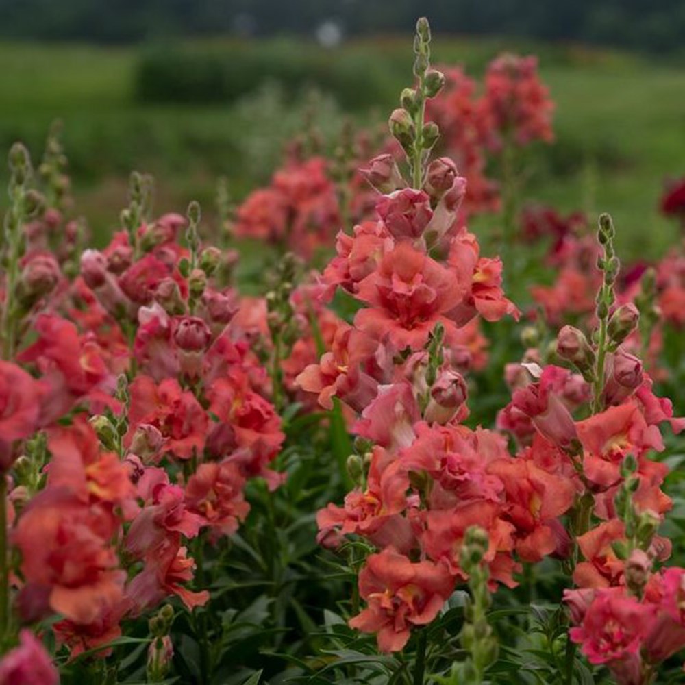 <i>Antirrhinum majus</i> 'Madame Butterfly Cherry Bronze'