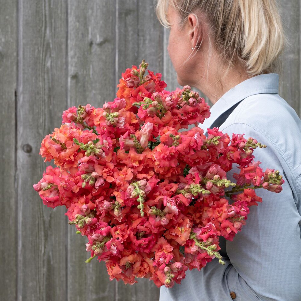 <i>Antirrhinum majus</i> 'Madame Butterfly Cherry Bronze'