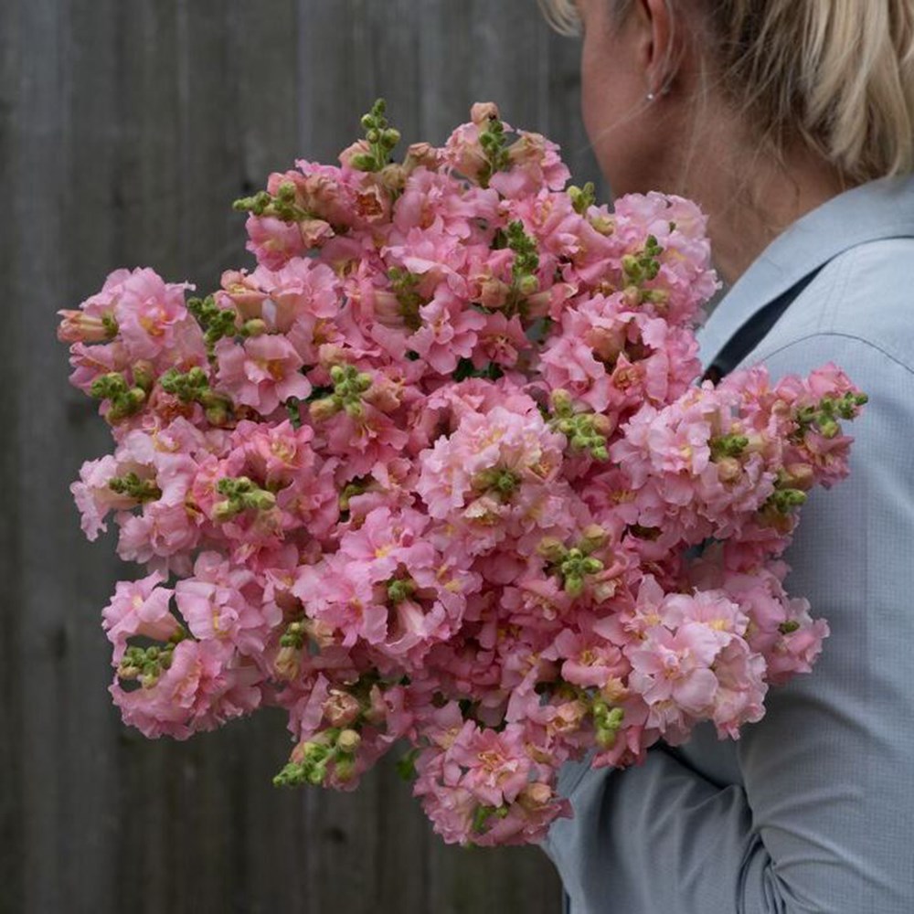 <i>Antirrhinum majus</i> 'Madame Butterfly Pink'