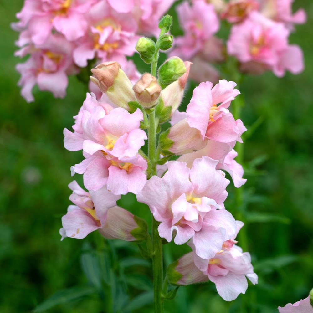 <i>Antirrhinum majus</i> 'Madame Butterfly Pink'