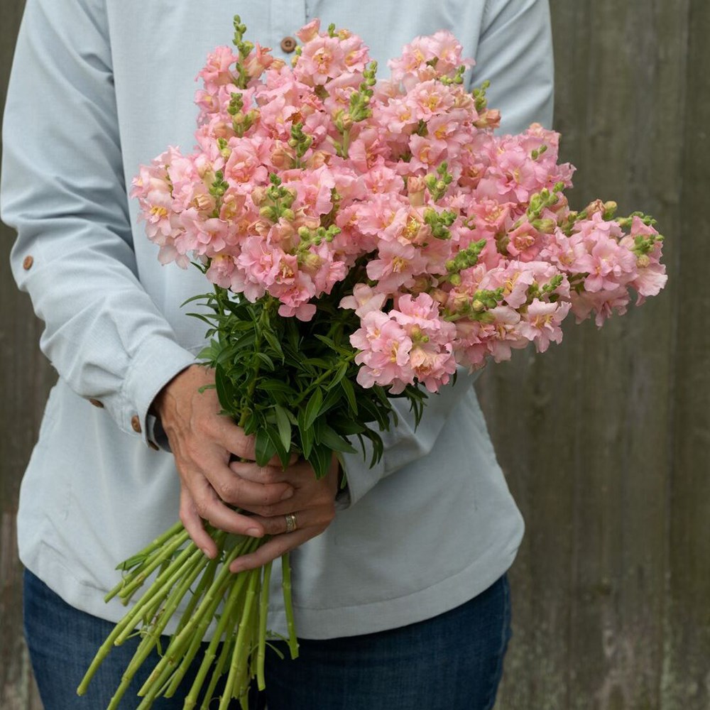 <i>Antirrhinum majus</i> 'Madame Butterfly Pink'