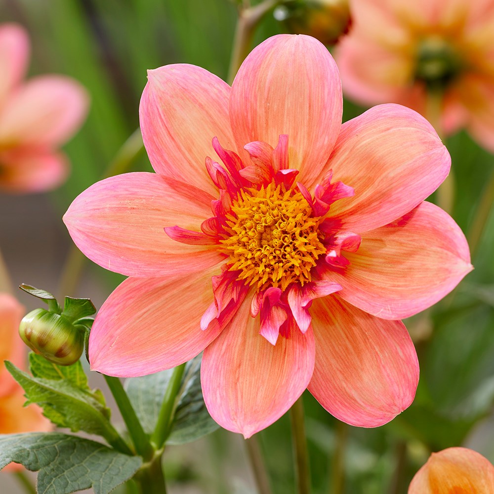 <i>Dahlia</i> 'Strawberry Bon Bon' (Sweet Candy Series)