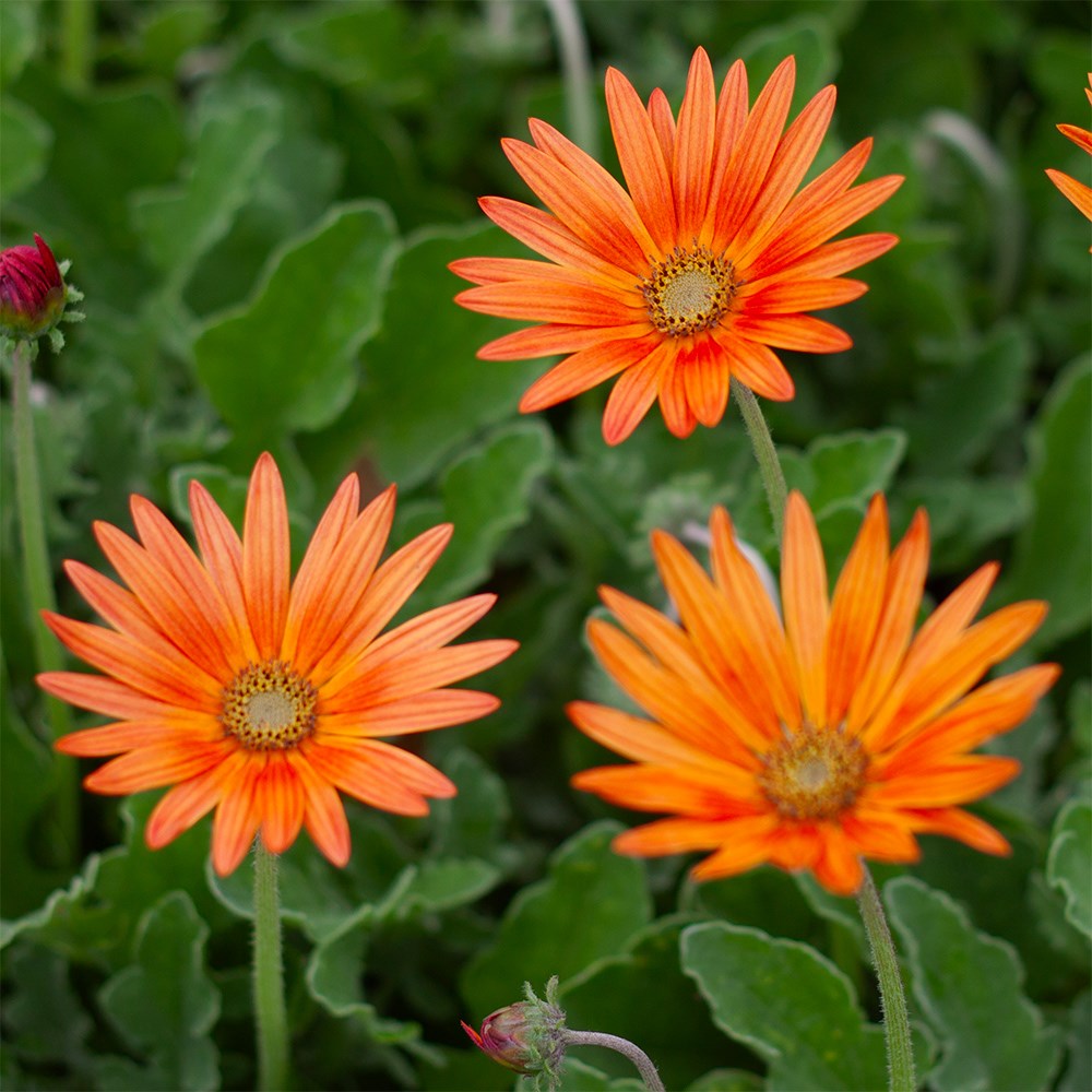 <i>Arctotis</i> × <i>hybrida</i> 'Flame'