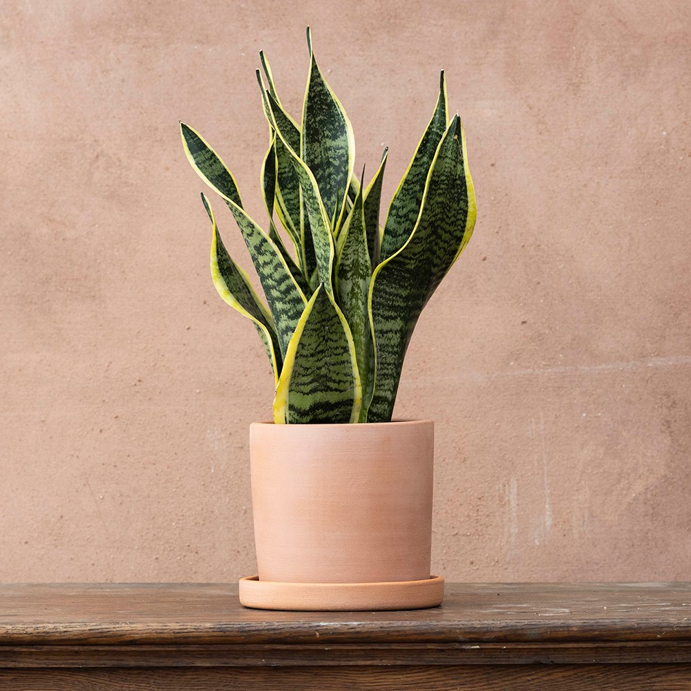 <i>Sansevieria trifasciata</i> var. <i>laurentii</i> | Houseplant