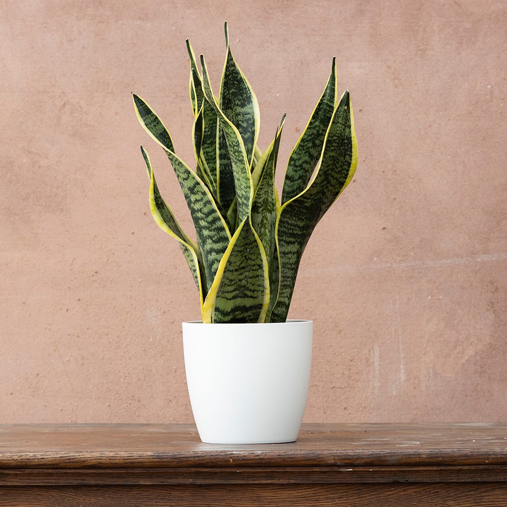 <i>Sansevieria trifasciata</i> var. <i>laurentii</i> | Houseplant
