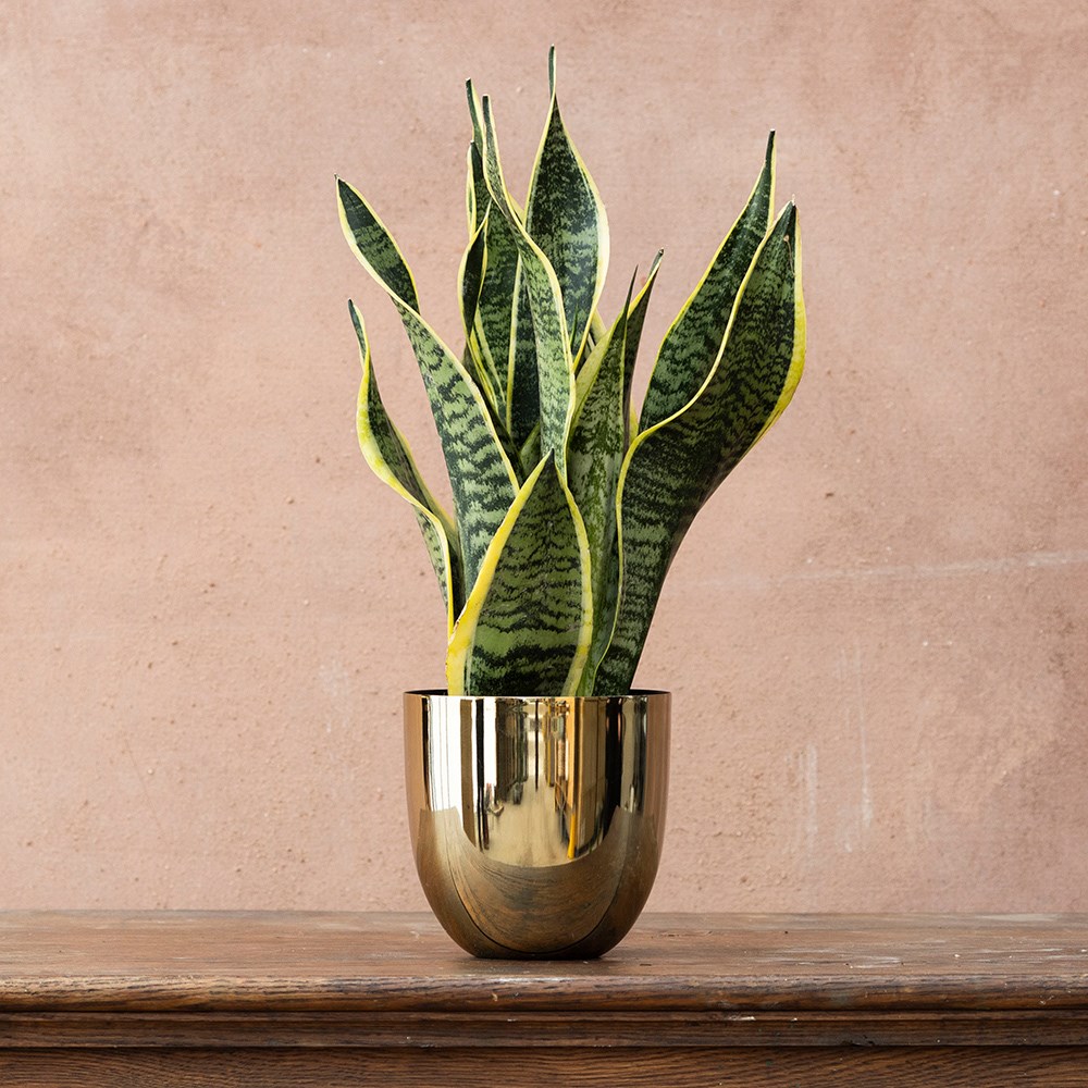 <i>Sansevieria trifasciata</i> var. <i>laurentii</i> | Houseplant
