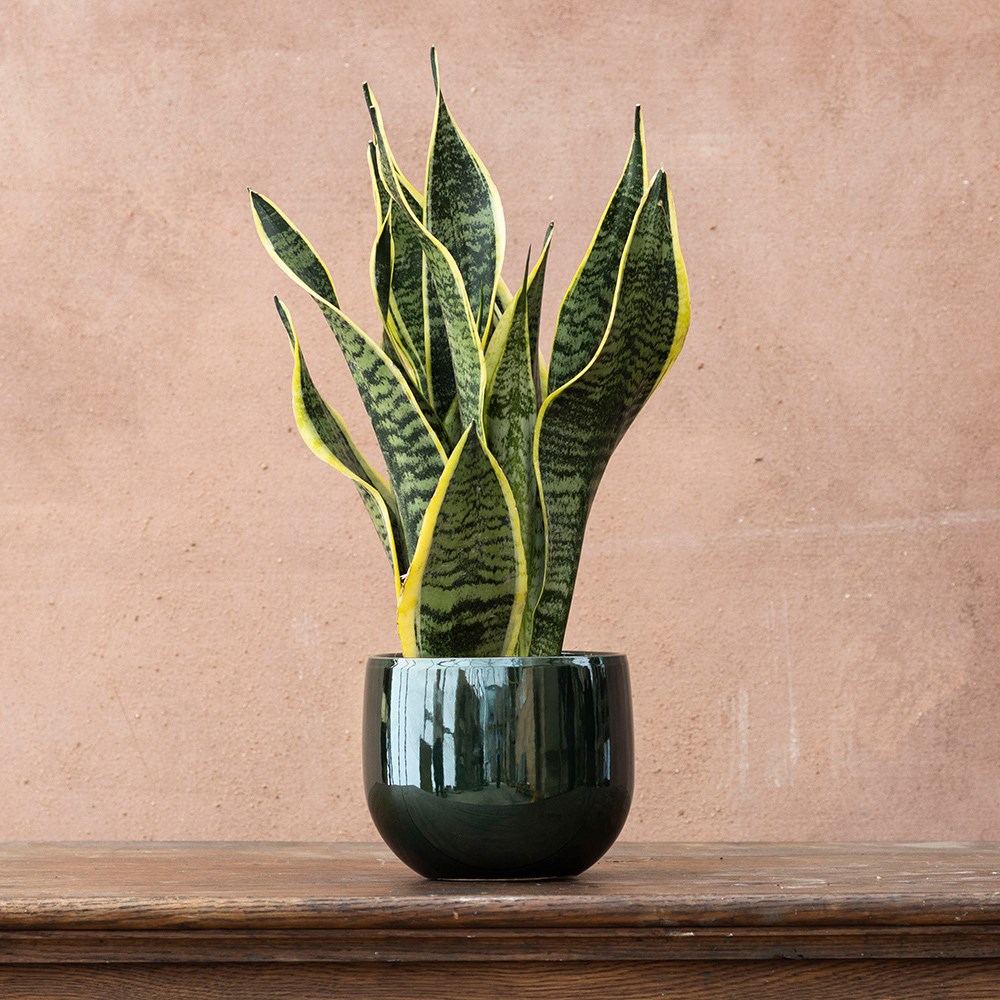 <i>Sansevieria trifasciata</i> var. <i>laurentii</i> | Houseplant