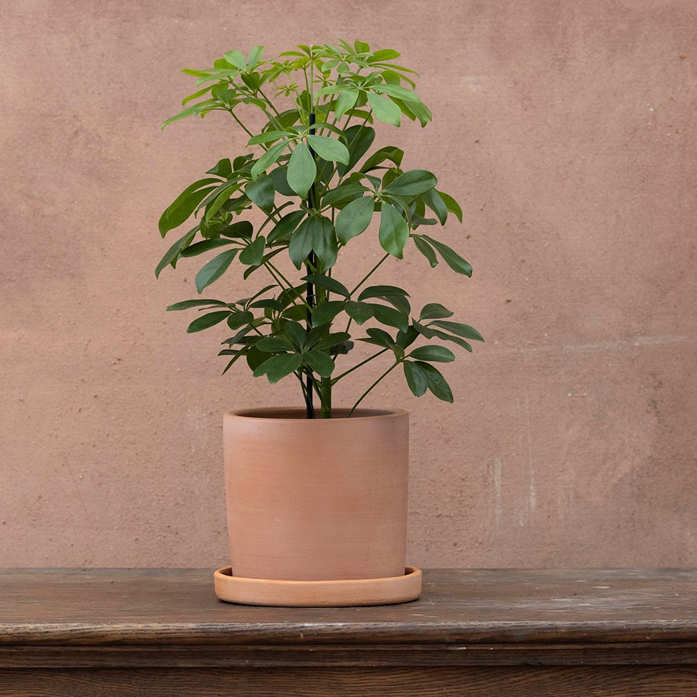 <i>Schefflera arboricola</i> 'Nora'