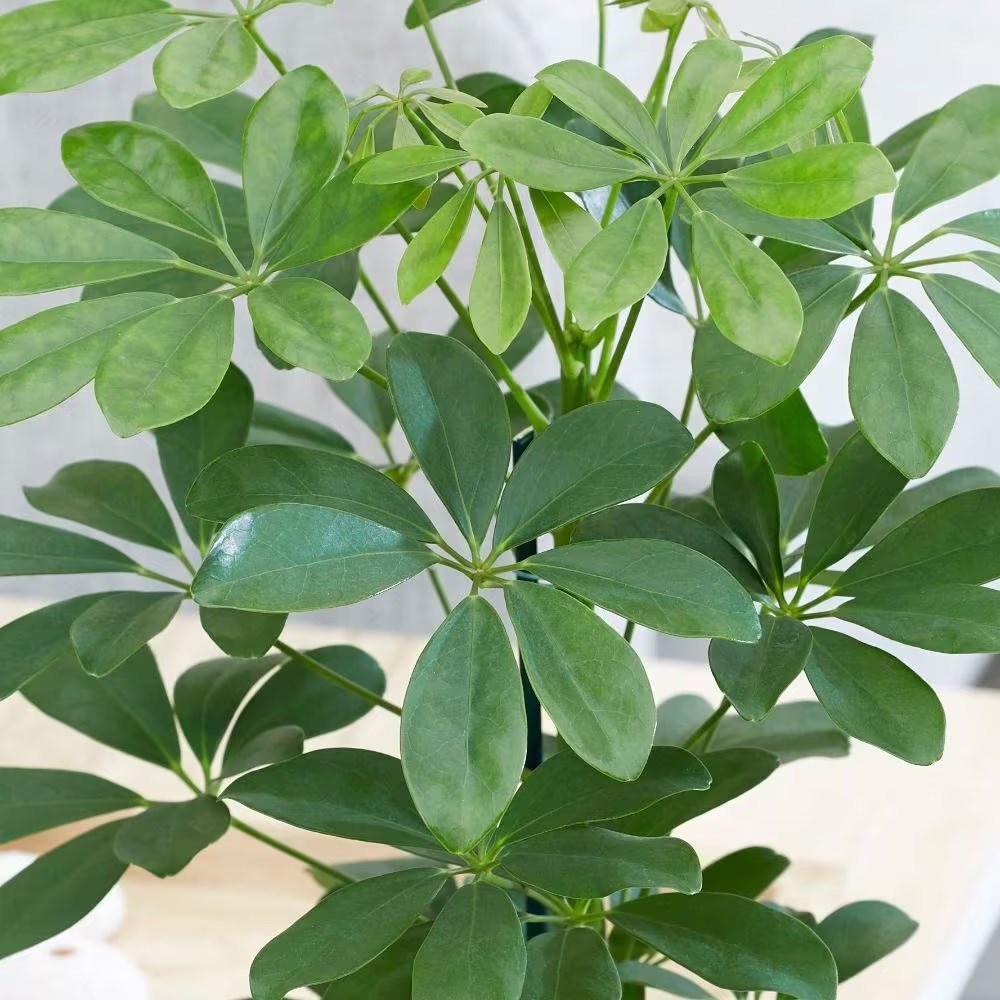 <i>Schefflera arboricola</i> 'Nora'