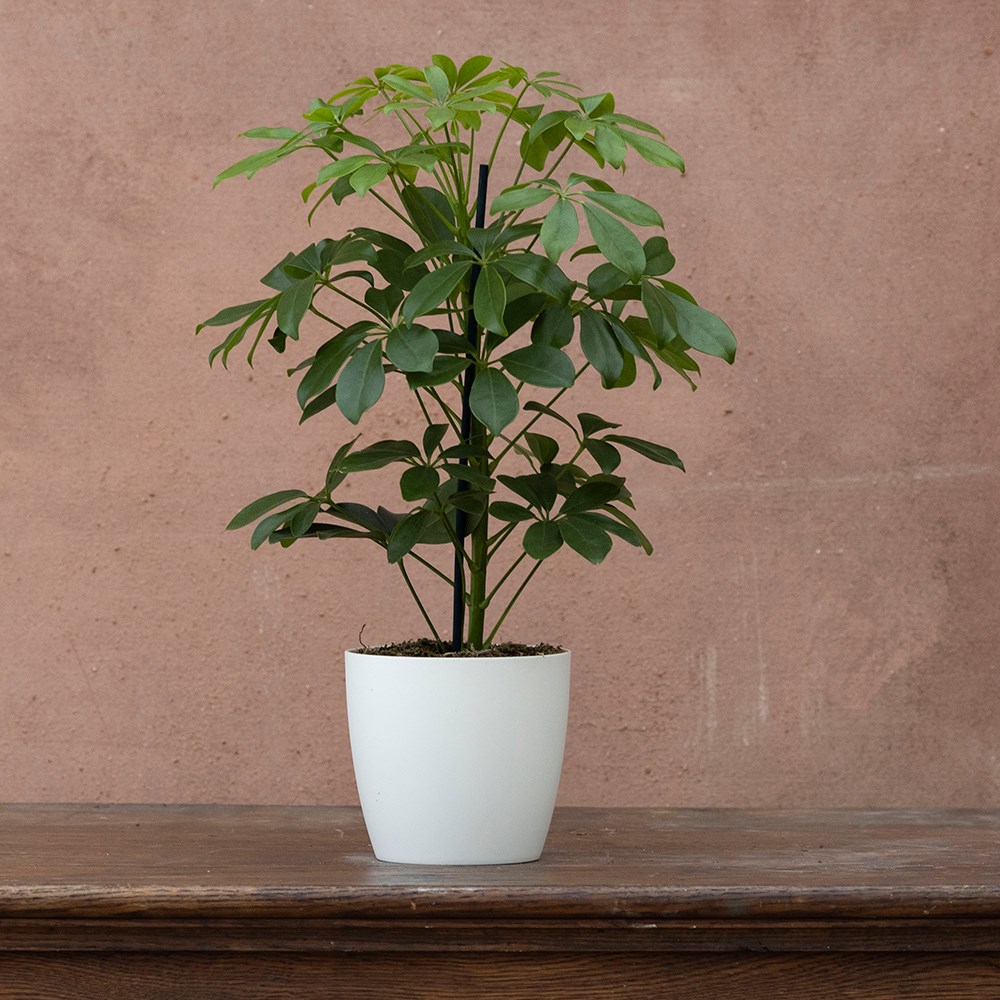 <i>Schefflera arboricola</i> 'Nora'