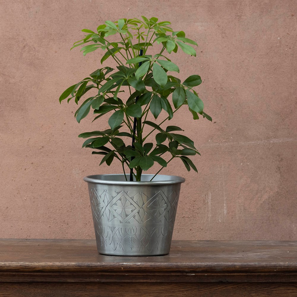 <i>Schefflera arboricola</i> 'Nora'