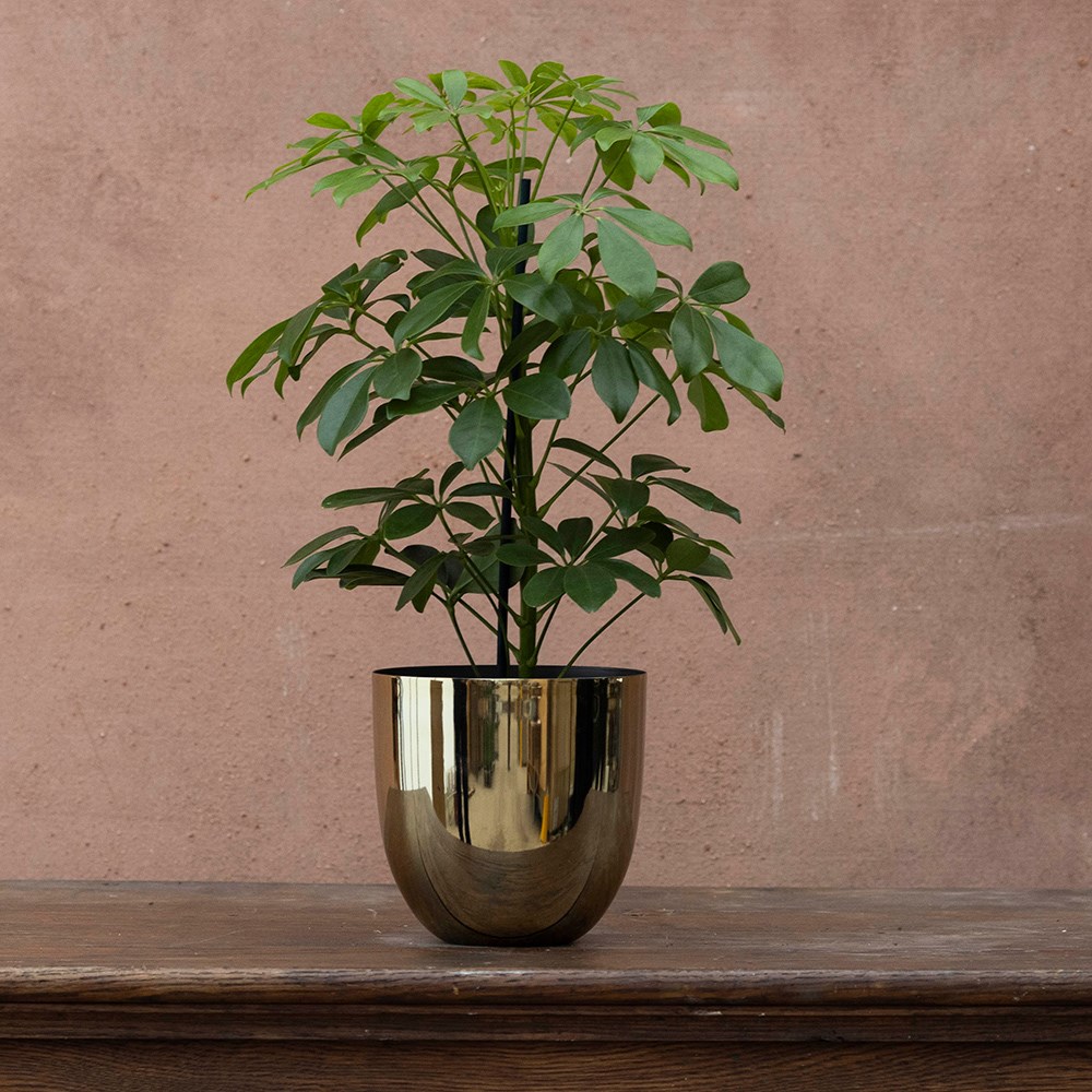 <i>Schefflera arboricola</i> 'Nora'