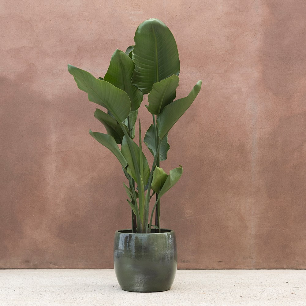 <i>Strelitzia nicolai</i> 