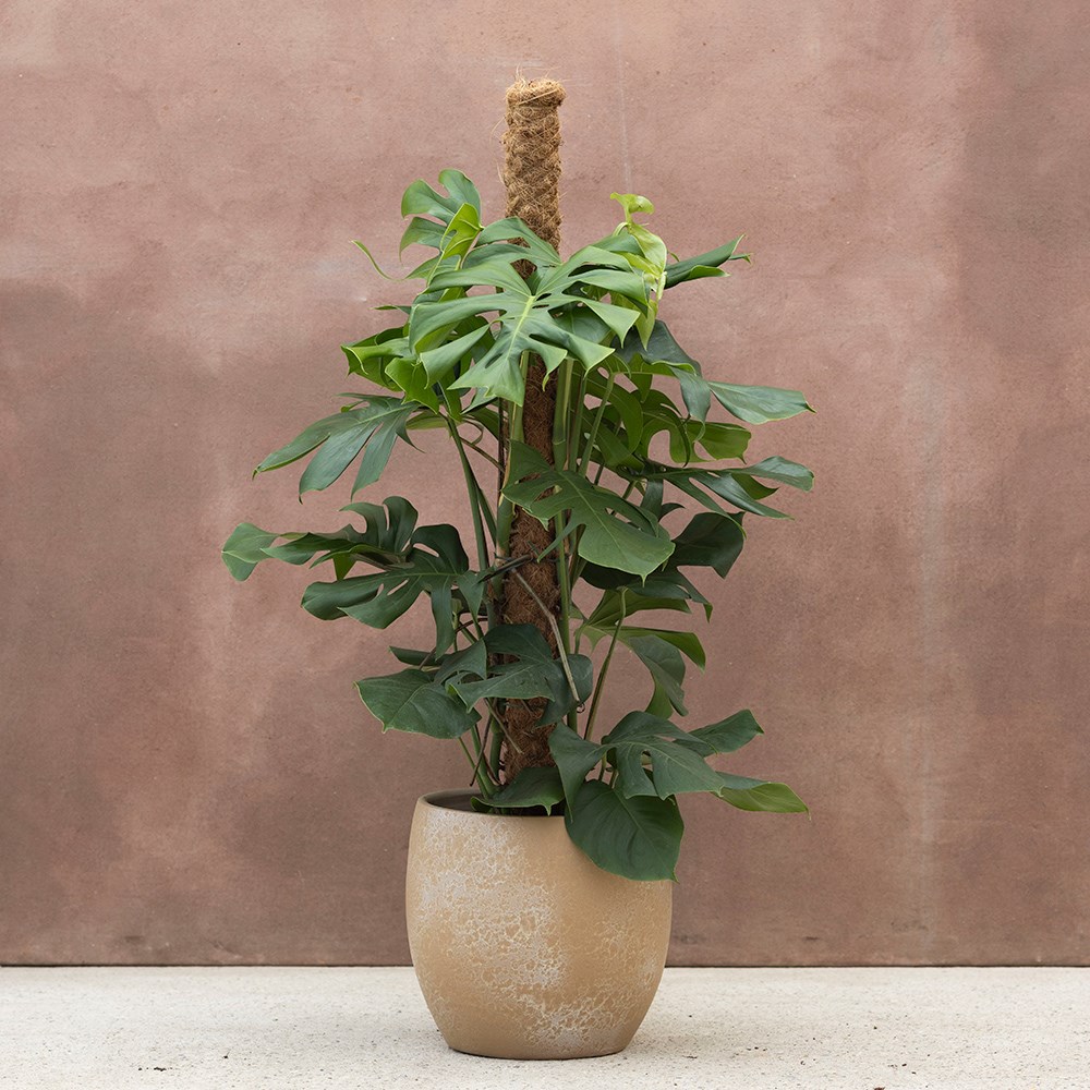 Monstera deliciosa | Houseplant